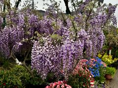 -龙大花卉苗木市场