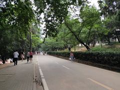 -武汉大学-樱园