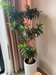 -澳玛·星光医疗美容