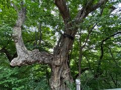 -皇藏峪国家森林公园