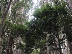 -艾提尕尔清真寺