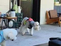 -FAELING PETS美天灵宠物(富力广场店)