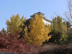 -刘胖子家常菜·蹄花焖藕(中南店)
