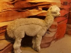 -酷嗒动物文化乐园(cutezoo西溪乐天城店)