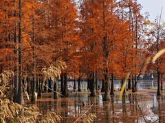 -白鹭湾湿地公园