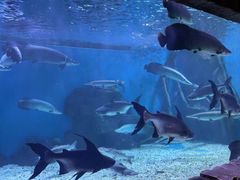 -多彩贵州城极地海洋世界