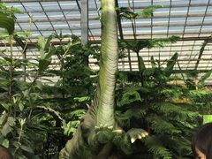 -呀路古热带植物园