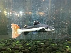 -衡山汇·高级粤菜(霄云路店)