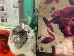 -猫咪博物馆(顶澳仔猫街店)