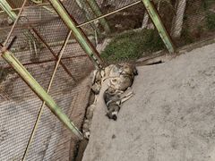 -青藏高原野生动物园