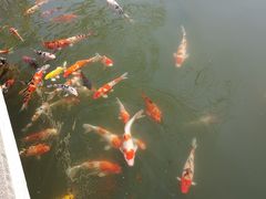 -杭州西湖柳莺里酒店·闻莺厅