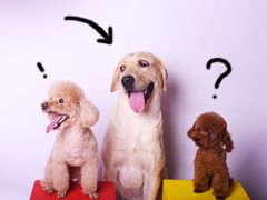 -读宠于你·约克夏比熊·睫角守宫·爬宠售卖(高新店)