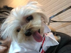 -PETKIT小佩宠物(古北店)