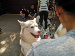 -TrueLove @ Neverland (Husky Cafe)