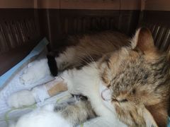 -联合动物医院(光谷诊疗中心)