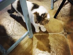 -共舞时光猫咖·狗咖(新街口店)