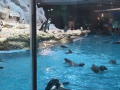 -帝企鹅自助餐厅•儿童岛•真企鹅(长隆企鹅酒店)