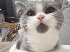 -lincat·猫舍(广州店)
