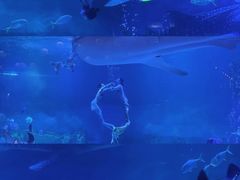 -烟台海昌鲸鲨海洋公园