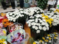 -曲阳花鸟市场(曲阳路店)