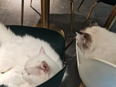 -飞行喵MR PILOT|猫舍·猫咖(静安大融城店)