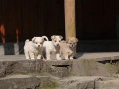 -矮寨·十八洞·德夯大峡谷景区