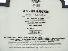 -紫颐香薰山谷景区