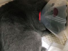 -宠福鑫康馨动物医院·骨科·眼科