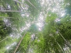 -上海佘山国家森林公园天马山园