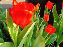 -溪岸路花鸟市场