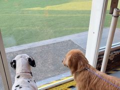 -爪吧宠物乐园 (温榆河示范区店)