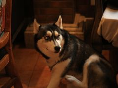 -more than meow吴止猫主题餐厅(承德 中船汇店)