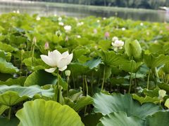 -莲花池公园