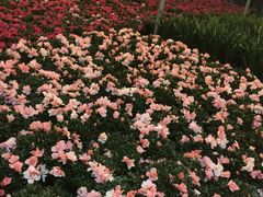 -龙大花卉苗木市场