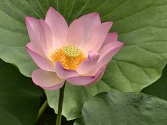 -荔湾湖公园