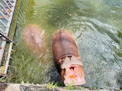 -海南热带野生动植物园