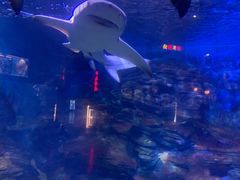 -烟台海昌鲸鲨海洋公园