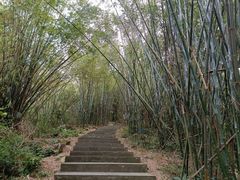 -羚羊峡古栈道森林公园