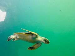 -广东惠东海龟国家级自然保护区