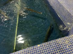 在游水的鸭嘴鱼-鸿渡渔庄·特色鸭咀鱼