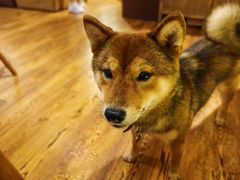 -柴务处·柴犬主题狗咖