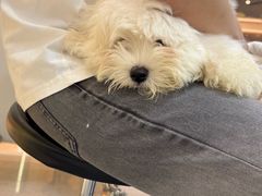 -momokira米努特·德文卷毛猫·棉花面纱犬