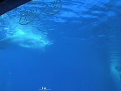 -海合安成都极地海洋公园