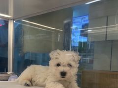 -翊宠yipet猫狗购宠庄园