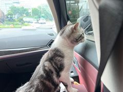 -关爱宠物医院·猫科中心·消化科(滨湖万达分院)