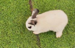 -萌宠亲子动物乐园(槐房万达店)