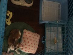 -思宇宠物医院