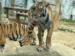 -常州淹城野生动物世界