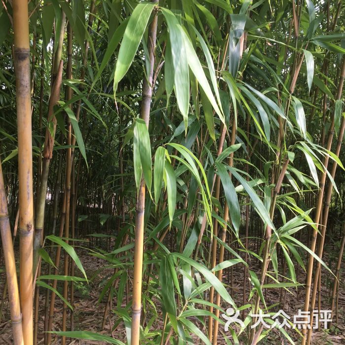 范蠡山庄养生度假村-图片-宜兴美食-大众点评网