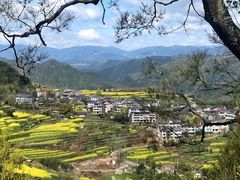 -桑洲油菜花景区
